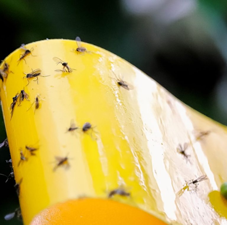 Why are There Gnats in My Car